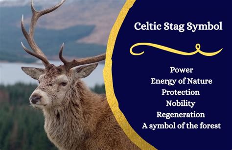 Bull stag Definition & Meaning .